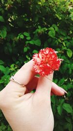 Close-up of hand holding red flower