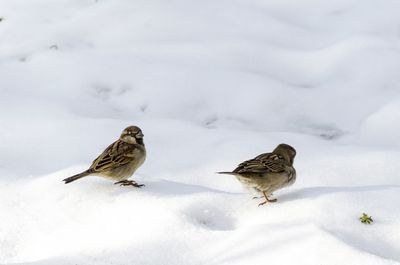 Close-up of birds on snow