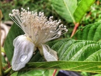 Close-up of white flowers