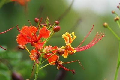 Close-up of orange tree