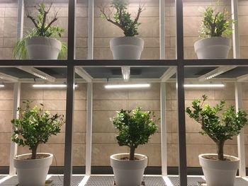 Potted plants on glass window
