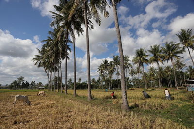 Panoramic view of palm trees on field against sky