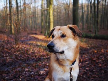 Dog in forest