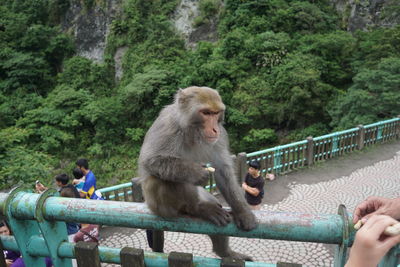 High angle view of monkey feeding on railing in forest