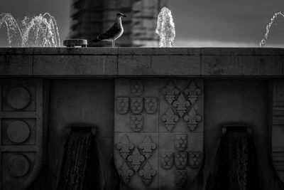 Birds in city against sky at night