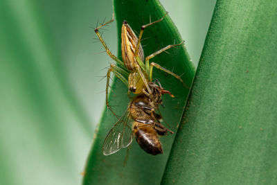 Close-up of insect on leaf