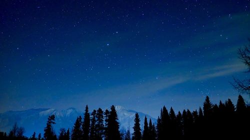 Low angle view of silhouette trees against blue sky at night