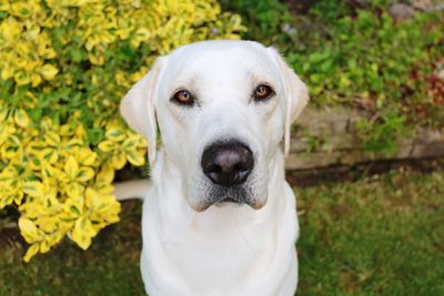 Close-up portrait of white dog