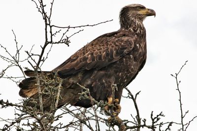 Bald eagle perching on tree branch