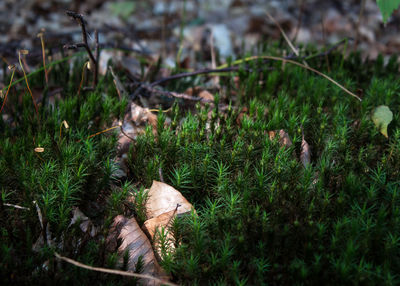 Close-up of plants growing in field