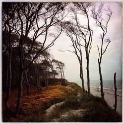Bare trees on landscape