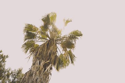 Low angle view of palm tree against clear sky