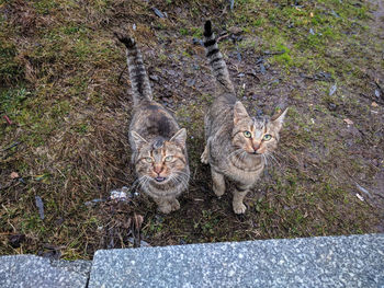 High angle view portrait of cats