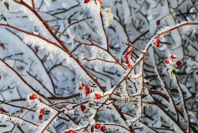 Close-up of leaves on branch