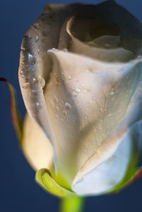 Close-up of water drops on flower