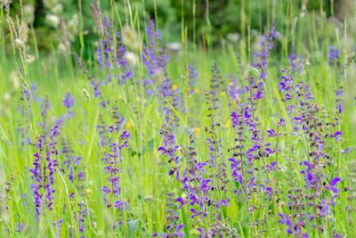 Close-up of purple lavender flowers on field