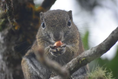 Close-up of squirrel on branch