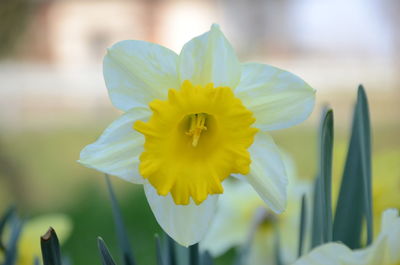 Close-up of yellow flower