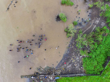 High angle view of people planting mangrove on estuary at the beach of kima bajo, manado, indonesia.