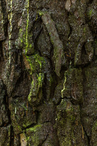 Close-up of moss on tree trunk