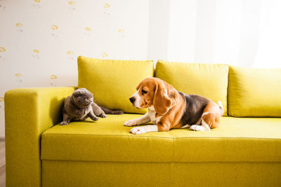 Dog sitting on sofa at home