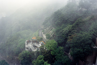 High angle view of trees in forest