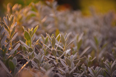 Close-up of flowering plant on field