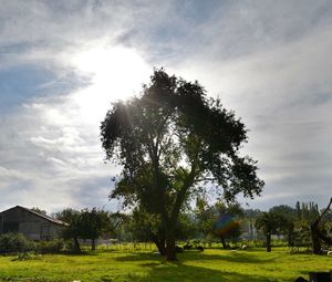 Trees on grassy field against cloudy sky