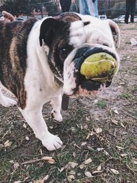 Close-up of dog standing on field