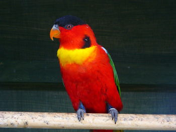Close-up of yellow bibbed lorikeet parrot