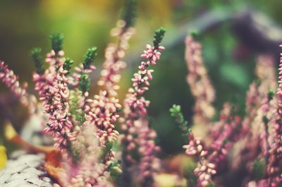 Close-up of flowers