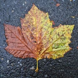 Close-up of maple leaves