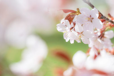 Close-up of cherry blossoms outdoors
