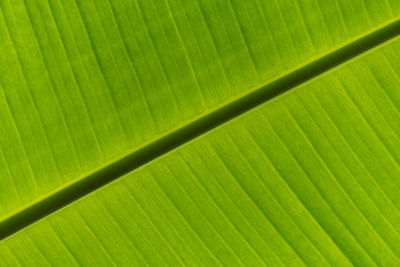 Full frame shot of palm leaf