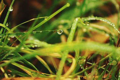 Close-up of wet insect on grass