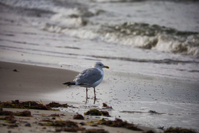 Seagull perching on a beach