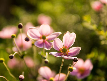 Close-up of pink flowering plant