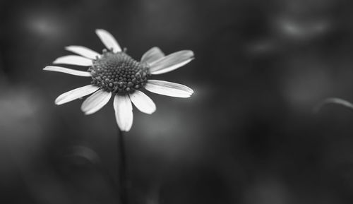 Close-up of flowering plant