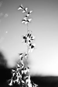 Close-up of flowering plant against clear sky