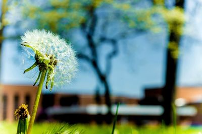 Close-up of dandelion