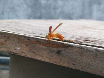 Close-up of grasshopper on wood