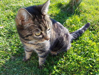 Close-up of tiger