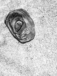High angle view of shell on sand