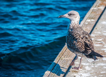 Close-up of seagull perching on wooden post