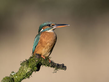 Close-up of bird perching on a tree