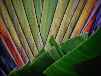 Full frame shot of green leaves