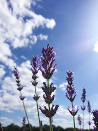 Close-up of purple flowers