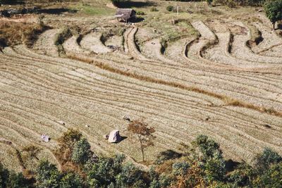 High angle view of sheep on field