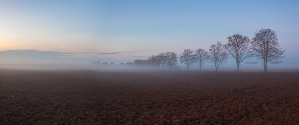 Trees on field against sky during foggy weather