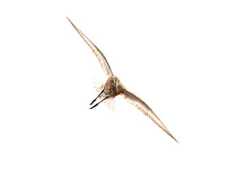 Close-up of insect flying over white background